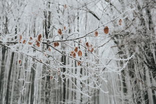 国庆佳节遇雪景——北京秋后首场雪的独特记忆